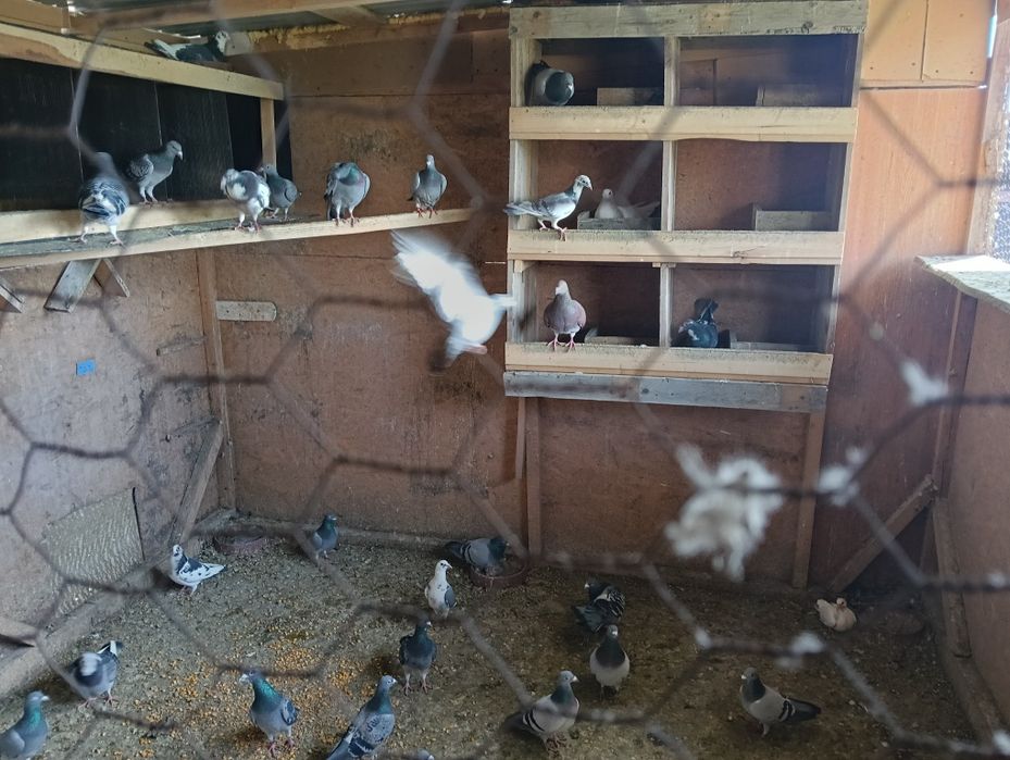 Vând porumbei la grămadă sau separat 25lei bucata...