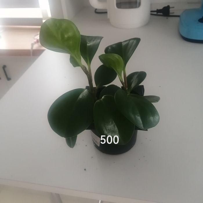 Продам комнатные цветы