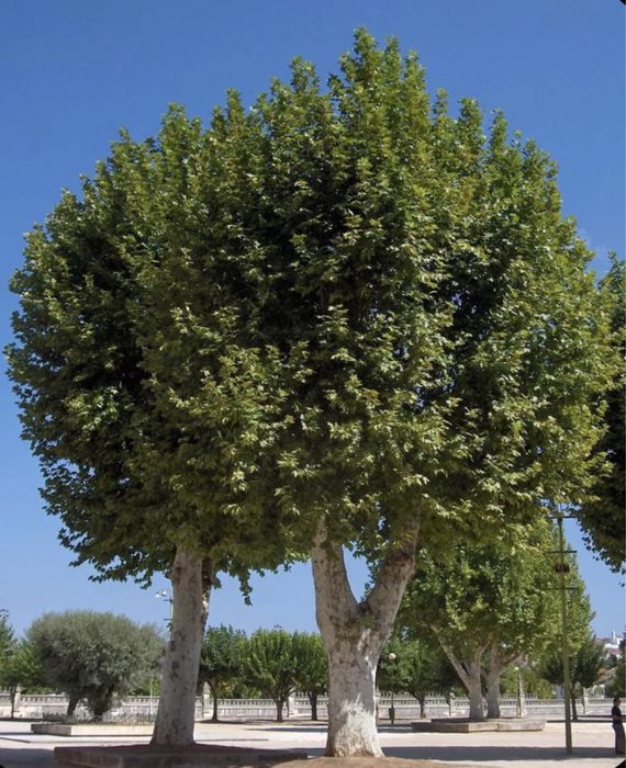 Семена Платана ( Чинар)