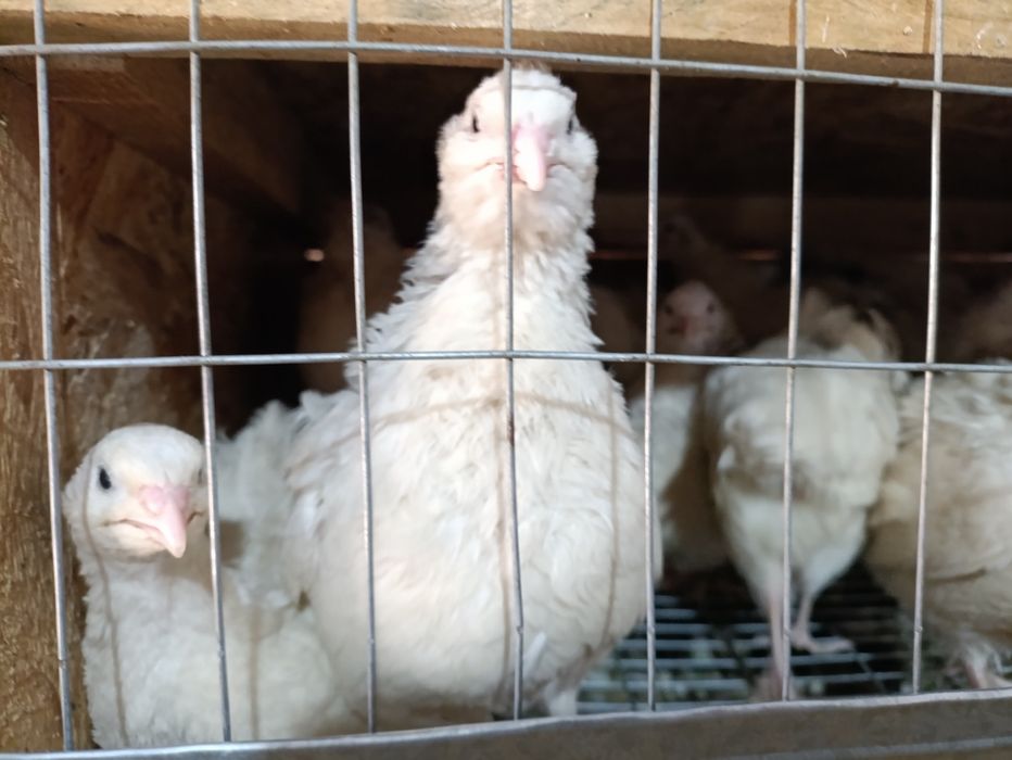 Белый гигант тухумларига заказ оламиз