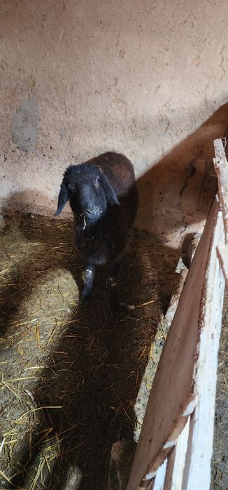 Qozi qochqor sotiladi qurbonlikka boqsa yaxwi boladi