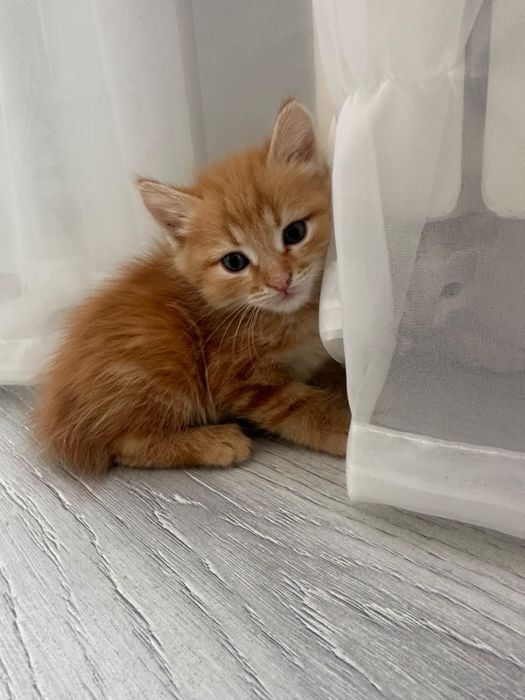 Котята мальчики