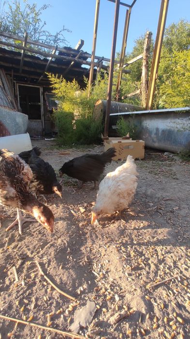 Курей цыплята продам астролоб