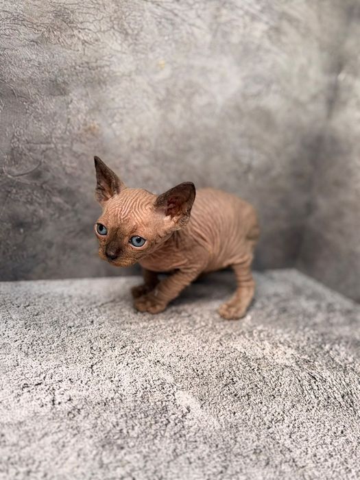 Котята канадского сфинкса