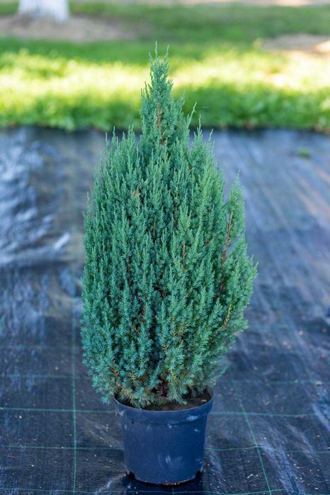 Pepiniera tuia si arbori ornamentali
