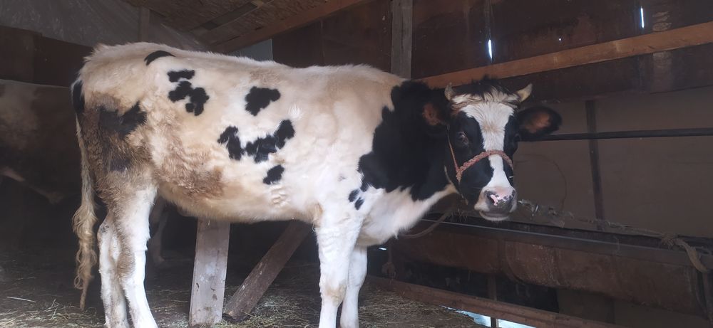 Ғунажин сотилади