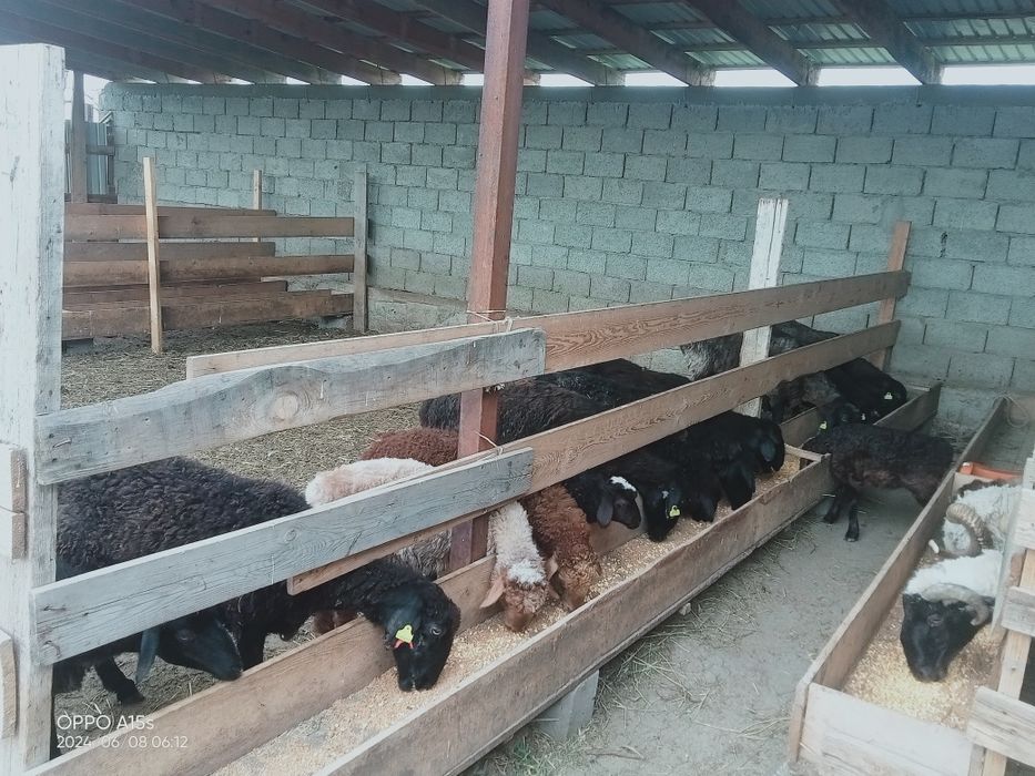 Семіз қои сатылады