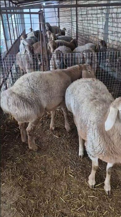 Zotdor Arashan Qo'chqor sotiladi.