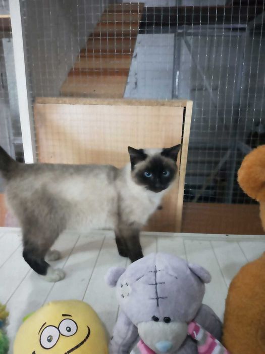 Сиамская кошечка в добрые руки