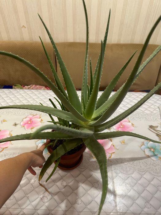 Алоэ лечебное продам.3-4года .