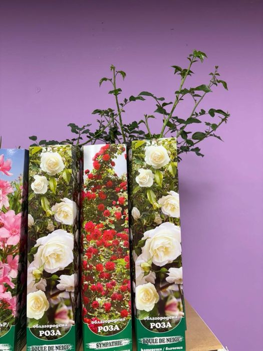 Градински растения - рози, нар, индийски люляк , смокиня …