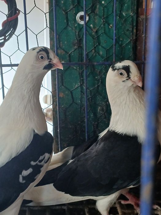 Porumbei gălățeni