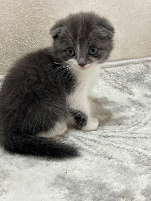 Чистокровные котята скоттиш фолд