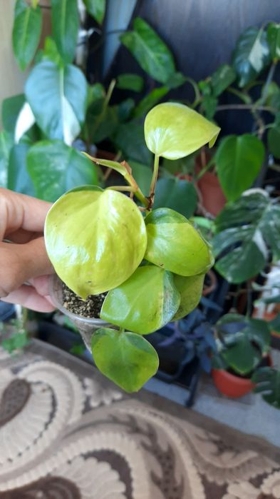 Комнатные растения, выращеные