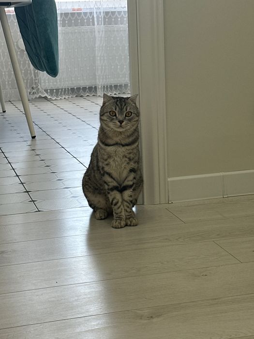 Взрослый кот Вислоухий
