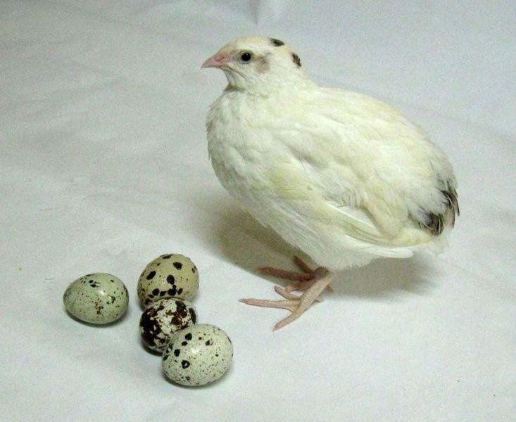 Корм для кур и кроликов