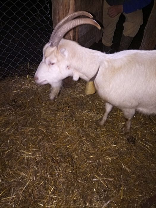 Capre cu lapte gestante