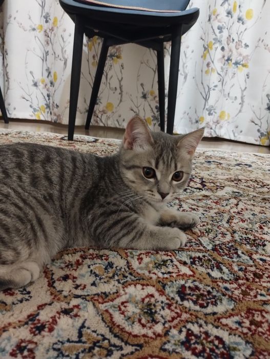 Котенок, мальчик, 4 месяца