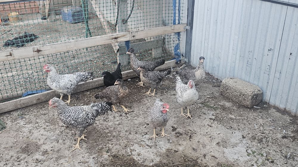 Продам куры породы Легбар