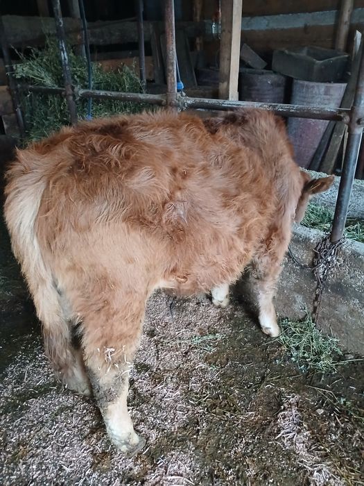 Vând vitel  de rasa