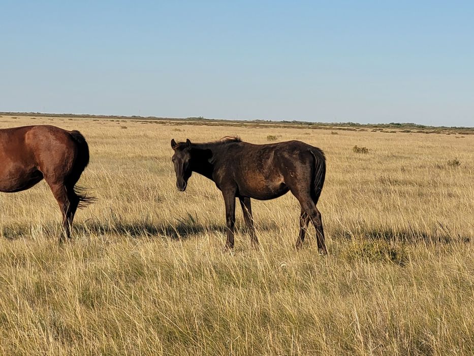 Тайлар сатылады.