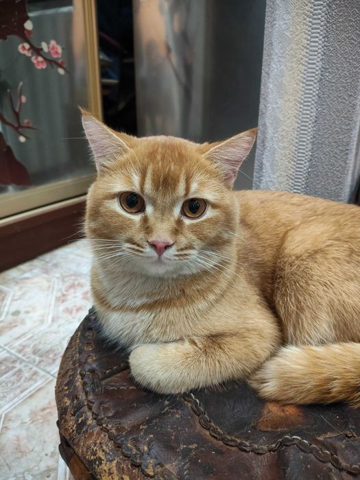 Кот для вязки в собственном замке