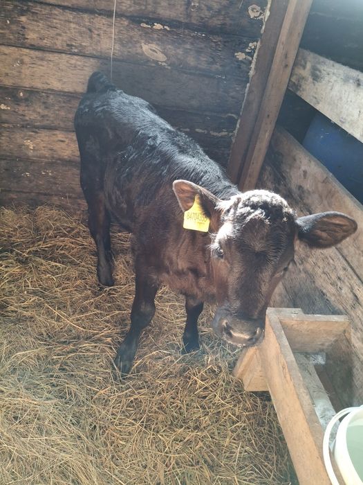 Тёлочка 1месяц подсосная