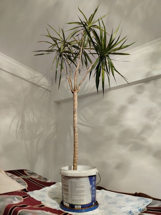 Пальма драцена 1.5м