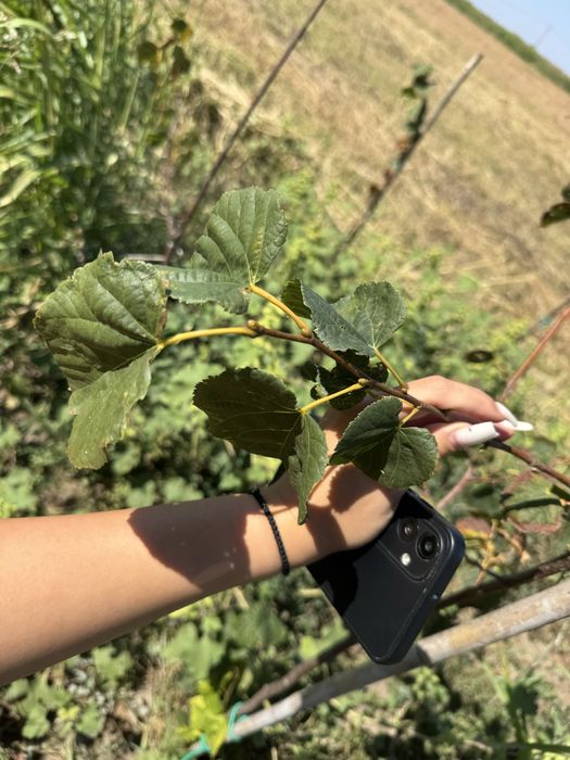 Puieti de salcam, ulm, stejar, paulownia, tei