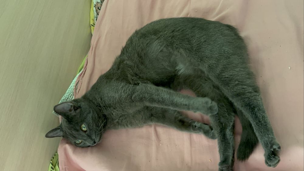 Русская голубая кошечка