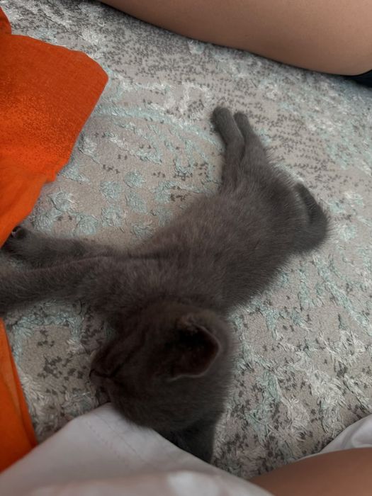 Продается котенок девочка