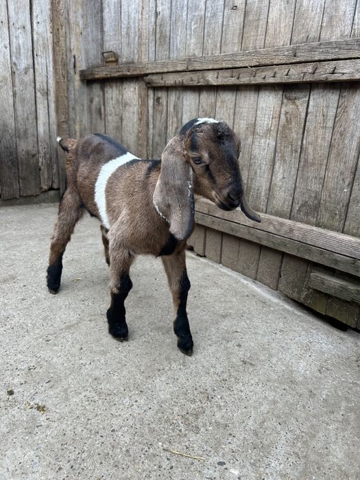 Se vând țapișorii Anglo-Nubian