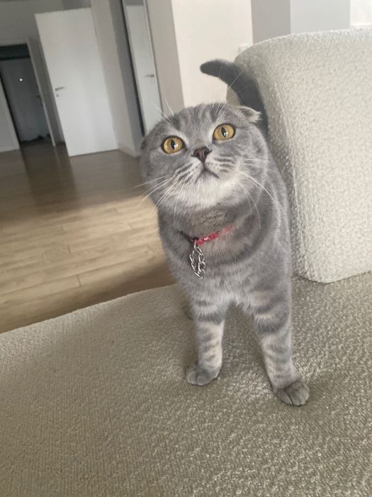 Шотландская вислоухая с документами