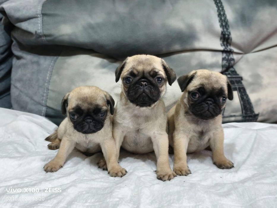 Очаровальные щенки Мопса.