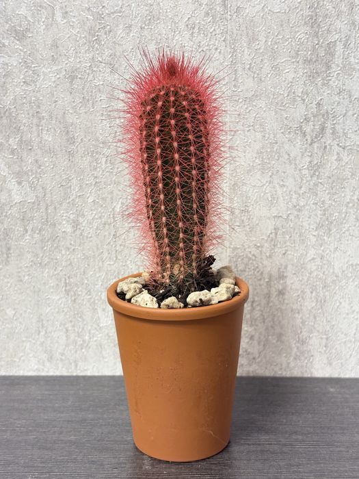 Кактус - Пламъчко