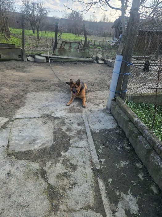 Немска овчарка женска