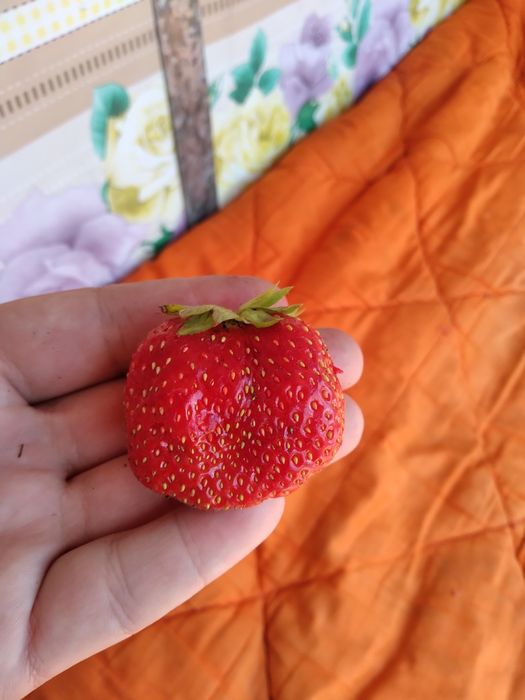 Продам саженцы клубники