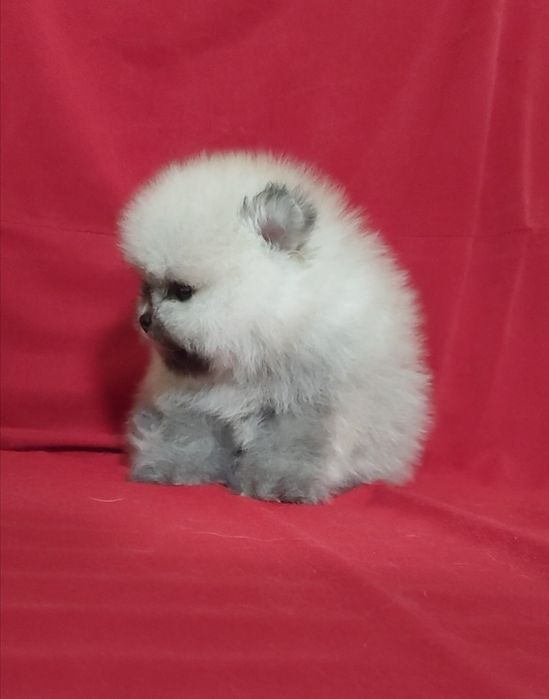 Шпицы мини разных окрасов мальчики и девочки