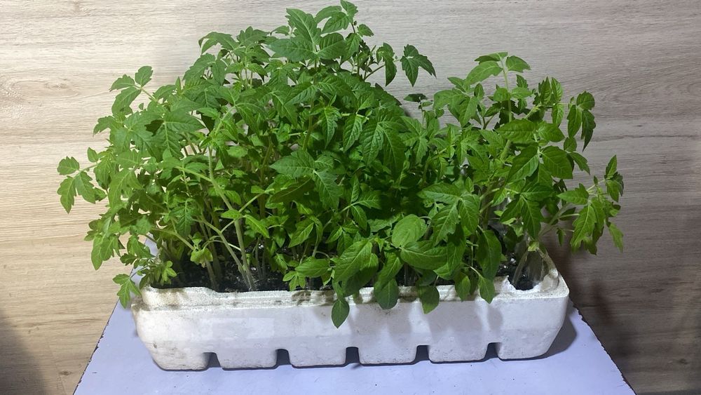 Продам рассаду посидор