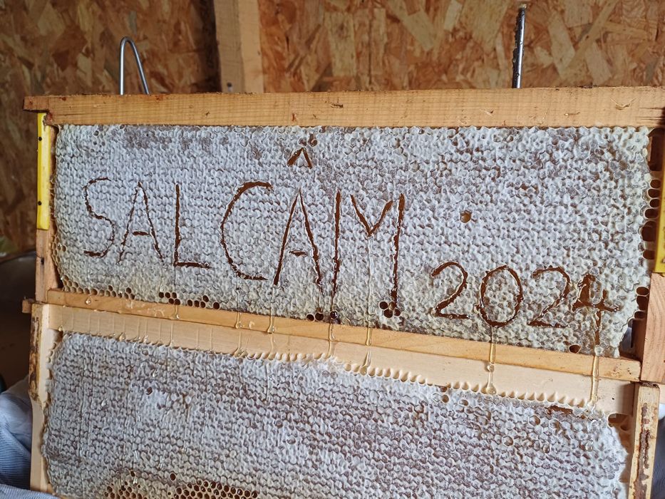 Miere naturala de salcam 2024, 1kg