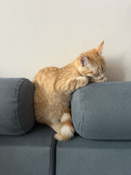 Котенок в хорошие руки