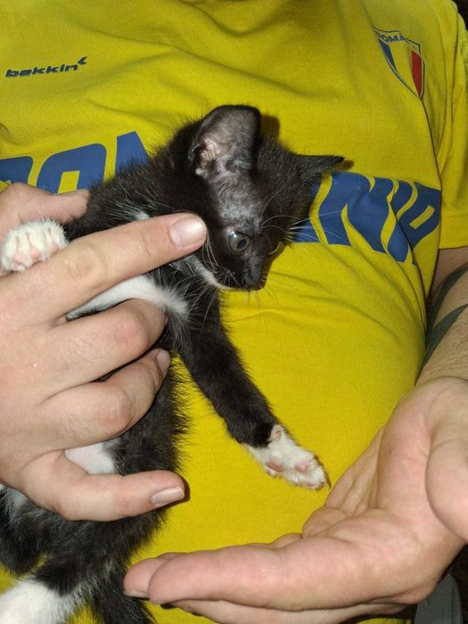 Pui pisica pentru adoptie