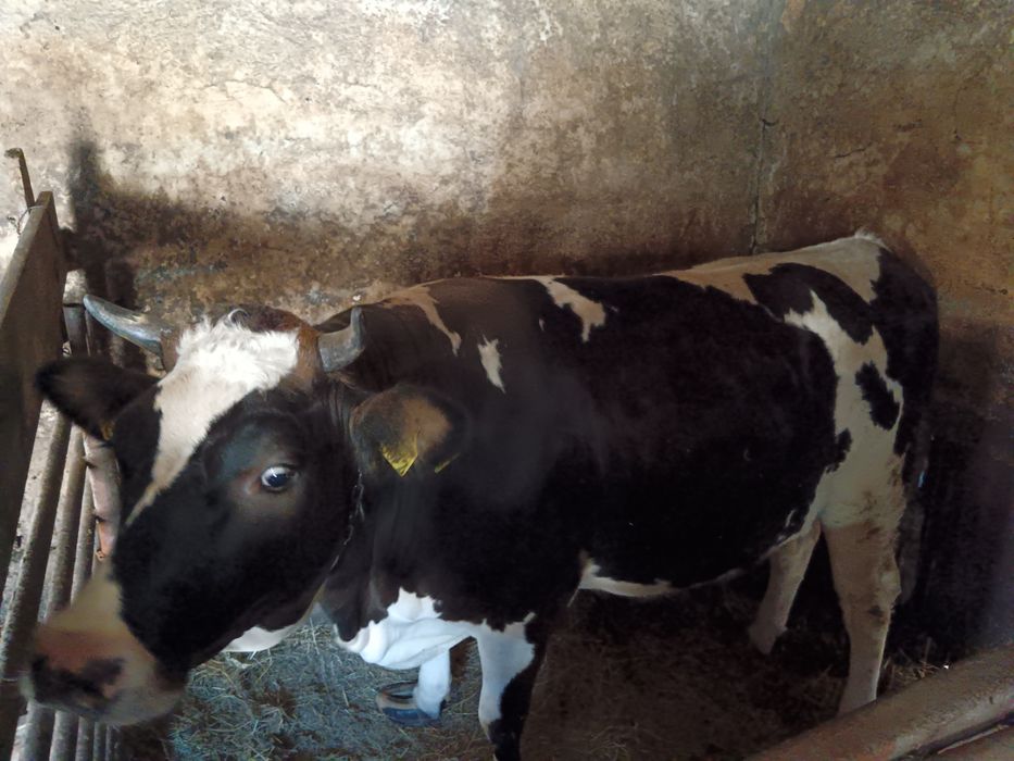 Vițica pentru prăsilă