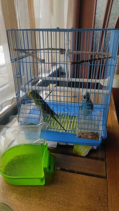 2попугаи молодые