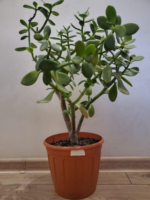 Денежное дерево Толстянка