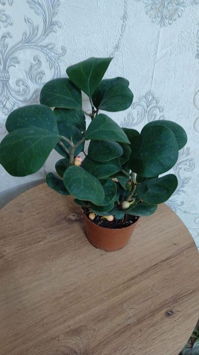 Комнатные растения Алматы