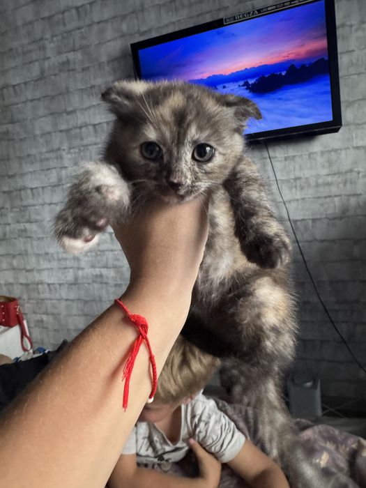 Отдам котенка в хорошие руки, девочка