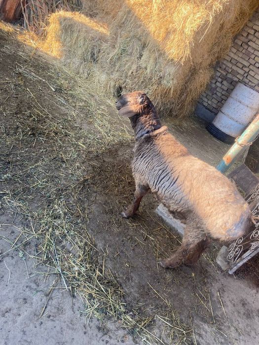 Qazoqi qoʻchqor sotiladi