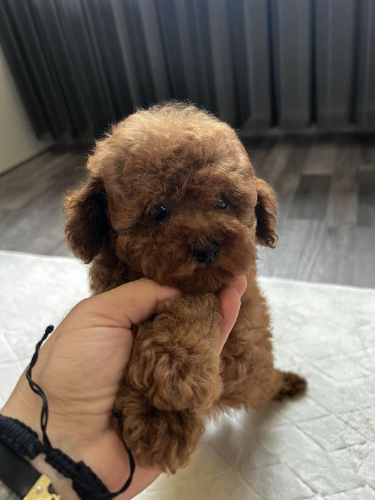 Пудел той Pudlle toy