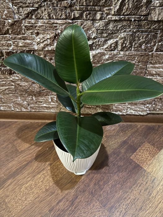 Фикус Лирата и Робуста